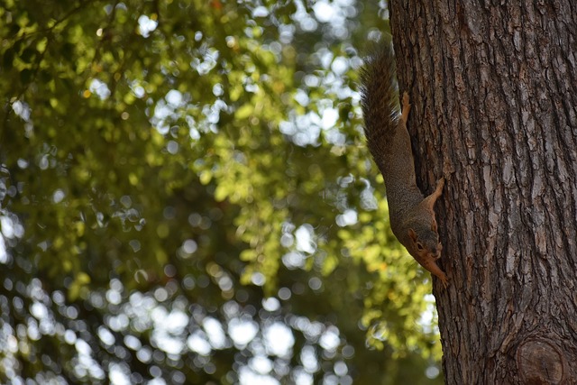 罗德里戈的 罗德里戈的